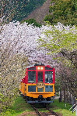 Kyoto, Japonya - 06 Nisan 2016: Sakano romantik tren, bir gezi retro tren dağ geçidi sakura tünel boyunca o ishal