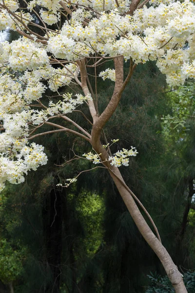 Blooming Rosy Trumpet Tree Tabebuia Rosea Springtime Season — Stock Photo, Image