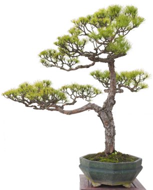 Bonsai çam ağacı. Beyaz arkaplanda izole