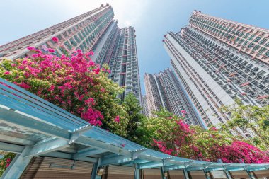 Hong Kong 'da kamu malikanesinde çiçek açtı.