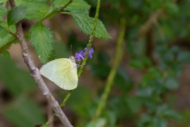 Yaprağın üzerinde dinlenen bir kelebeğin yakın görüntüsü
