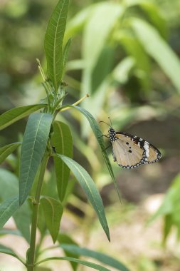Yaprağın üzerinde dinlenen bir kelebeğin yakın görüntüsü