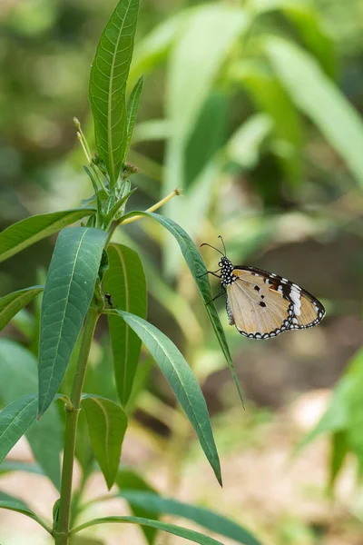 Yaprağın üzerinde dinlenen bir kelebeğin yakın görüntüsü