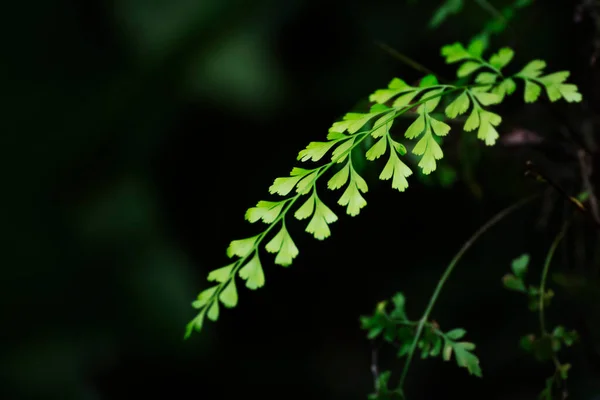 Folhas Verdes Iluminadas Pela Luz Solar Sombra Floresta — Fotografia de Stock
