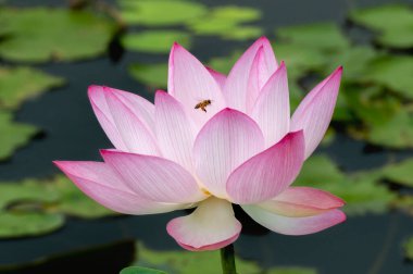 Arka planda yeşil yapraklar ile yaz göletinde açan nilüfer çiçeği.