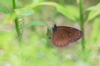 Yaprağın üzerinde dinlenen bir kelebeğin yakın görüntüsü