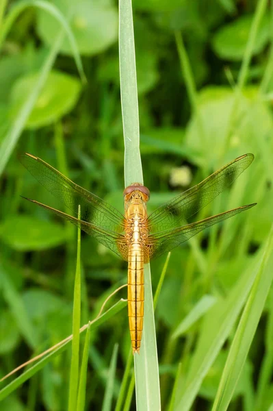 Dragonfly Wandering Glider Pantala Flavescens Perching Green Leaf — Stock Photo, Image