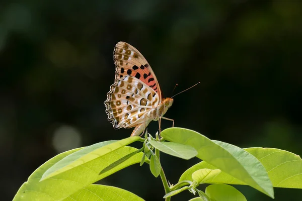 Nahaufnahme Eines Schmetterlings Der Auf Blatt Ruht — Stockfoto