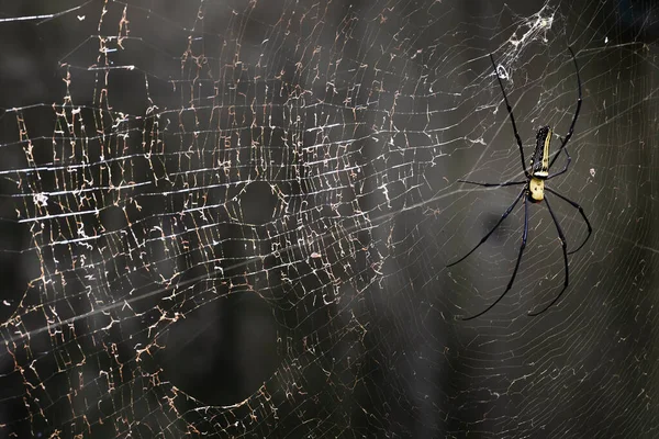 Een Gaint Spin Het Web Het Woud — Stockfoto