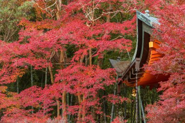 Tarihi mimarisi ve kırmızı akçaağaç yaprakları Kyoto, Japonya için sonbahar sezonu ayrıntılarını