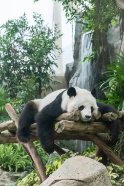 Uyuyan sevimli dev bir panda.