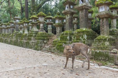 Geyik Kasuga Grand Shrine, Nara, Japonya 'da. Geyik, Tanrı 'nın ilahi gücüdür.
