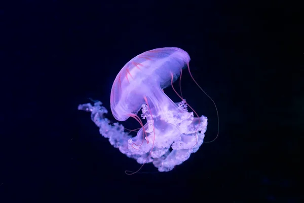 Медуза Chrysaora Fuscescens Або Pacific Sea Nettle — стокове фото
