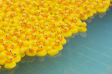 Yüzme havuzunda yüzen sarı oyuncak ördek