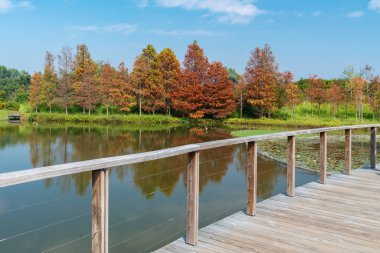 Larix laricina, namı diğer tamarack, hackmatack, doğu, siyah, kırmızı veya Amerikan tarlası Hong Kong Wetland Park 'ında.