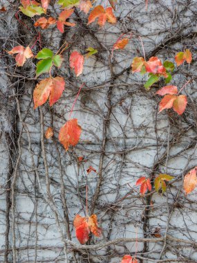 a beautiful natural background of plant diverse-leaved creeper, climbing vine growing on wall in autumn season