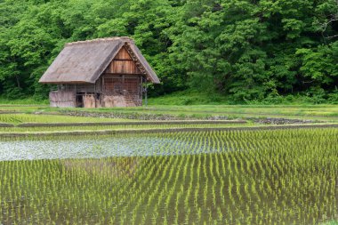 Shirakawa-go, Japonya 'nın tarihi köyündeki kır evi ve pirinç tarlası.