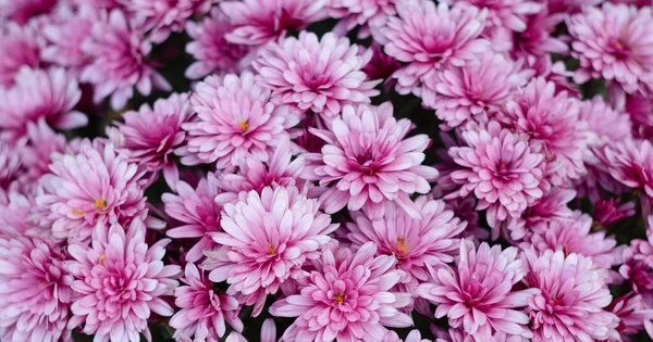 ピンクの菊が咲く明るい秋の背景 庭に紫色の花の花壇を咲かせます — ストック写真