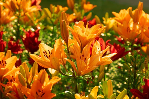 Lírios Terrestres Multicoloridos Crescem Canteiro Flores Parque Fotografia De Stock