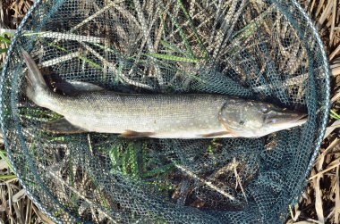 sazlar üzerinde balık
