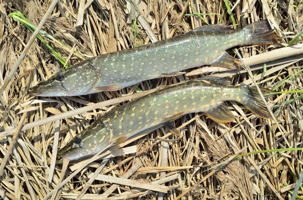 Fish on a the reeds — Stock Photo, Image