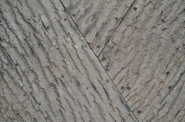 Background of a tree bark — Stock Photo, Image