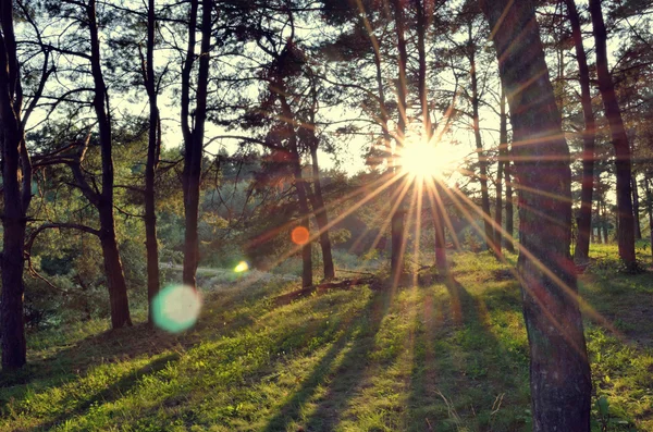 Günbatımında Yaz Ormanı