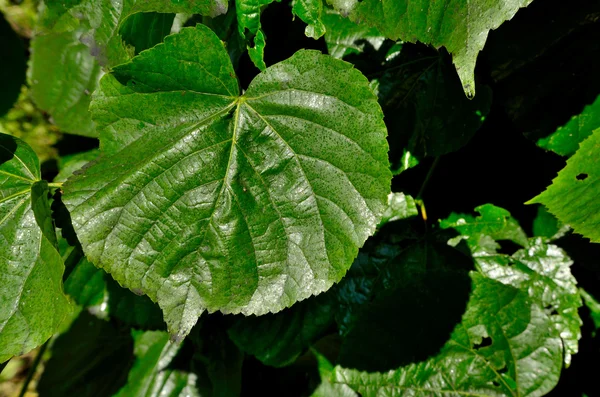 Twigs with leaves Royalty Free Stock Images