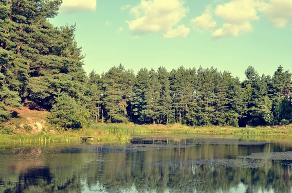 Forest and lake scenery Stock Image