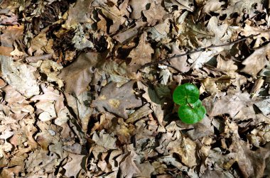 Eski yaprakların ilk mikrop