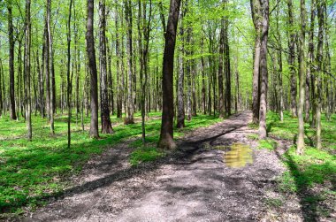 Patika bahar orman içinde