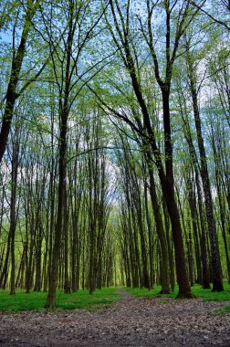 Patika bahar orman içinde