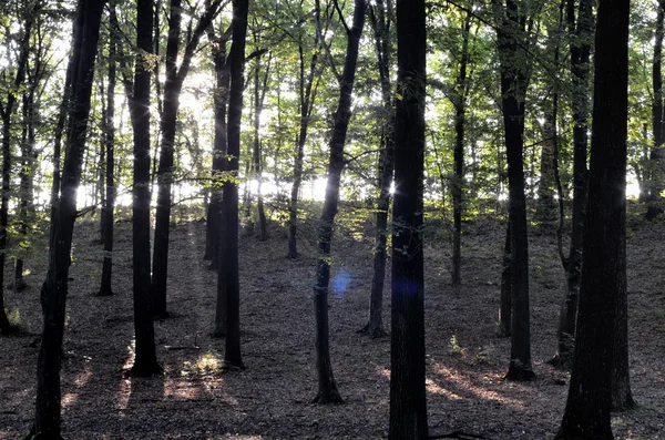 Rayons du matin du soleil dans la forêt — Photo