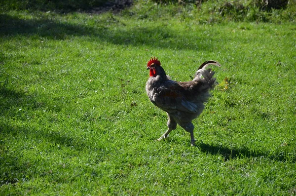 Doğadaki kuğular, bu yıl yavrularıyla birlikte..