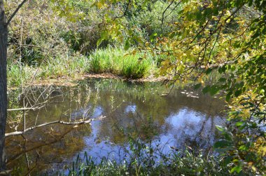 Doğadaki kuğular, bu yıl yavrularıyla birlikte..