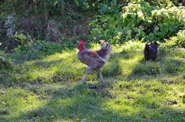 Doğadaki kuğular, bu yıl yavrularıyla birlikte..