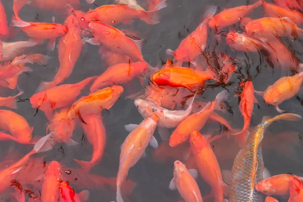Röd karp fisk. — Stockfoto