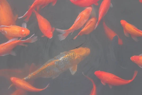 Peixe carpa vermelha . — Fotografia de Stock