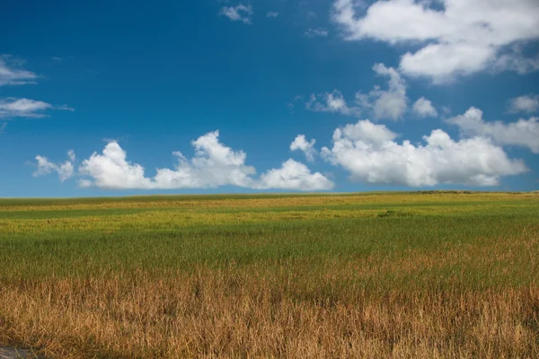 Field and blue sky clouds — Stock Photo, Image