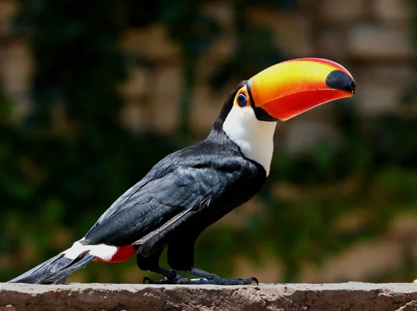 Tucan. — Fotografia de Stock