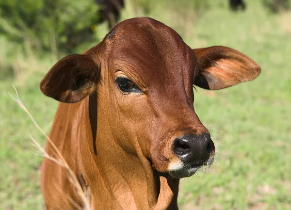 Ternero toro rojo — Foto de Stock