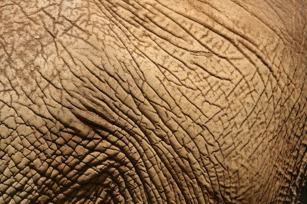 Elefantenfell — Stockfoto
