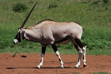 Gemsbok antilop buck