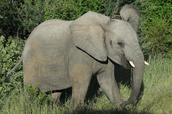 Молодий Африканський слон бик — стокове фото