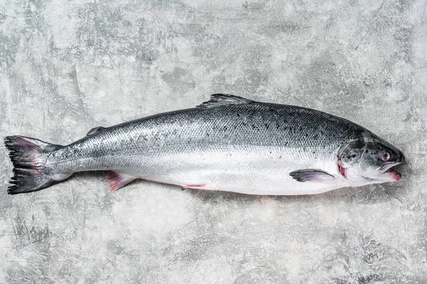 Poisson entier rouge saumon cru frais sur la table de cuisine. Fond gris. Vue du dessus — Photo