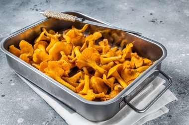 Çiğ, pişmemiş, tepside mantarlı mantar. Gri arka plan. Üst görünüm