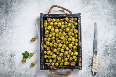 Taze yeşil bektaşi üzümleri, yetişen organik meyveler. Beyaz arka plan. Üst görünüm