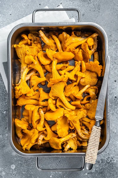 Çiğ, pişmemiş, tepside mantarlı mantar. Gri arka plan. Üst görünüm