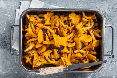 Çiğ, pişmemiş, tepside mantarlı mantar. Gri arka plan. Üst görünüm