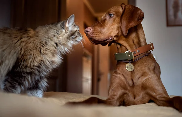A red dog and a gray cat sniff each other